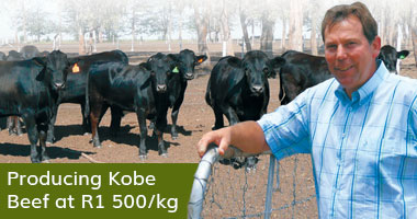 Producing Kobe Beef at R1 500/kg