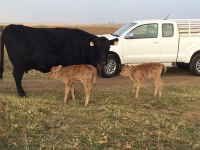 Woodview Red Wagyu