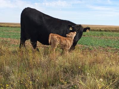 Woodview Red Wagyu